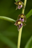 Broad-leafed Helleborine, Cotswolds, July 2022.