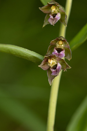 Broad-leafed Helleborine, Cotswolds, July 2022.