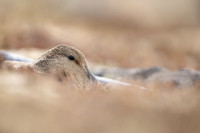 Eider Duck, Raufarhofn, Iceland, June 2022