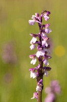 Green-winged Orchid, Melrose Farm, May 2024