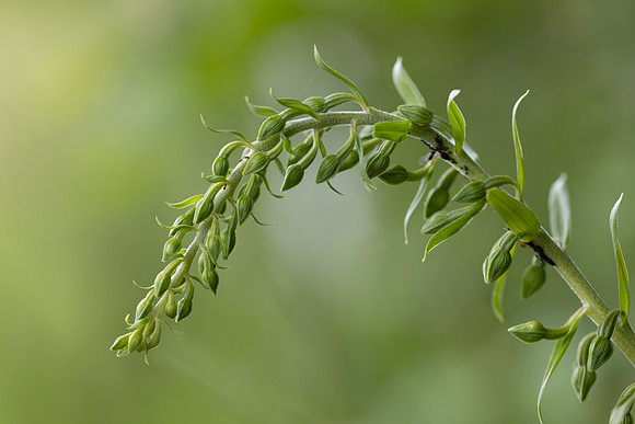 Broad-leafed Helleborine, Cotswolds, July 20224
