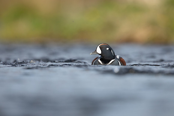 Harlequin Duck,  River Laxa, Iceland, May 2022