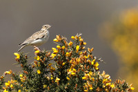 Woodlark, New forest, April 2021.