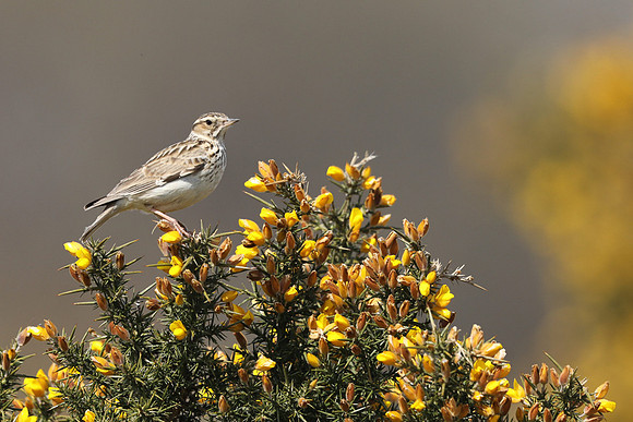 Woodlark, New forest, April 2021.
