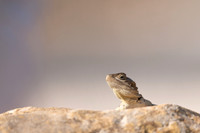 Cyprus Rock Agama, Cape Grecko, Cyprus, July 2024