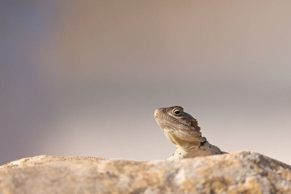 Cyprus Rock Agama, Cape Grecko, Cyprus, July 2024