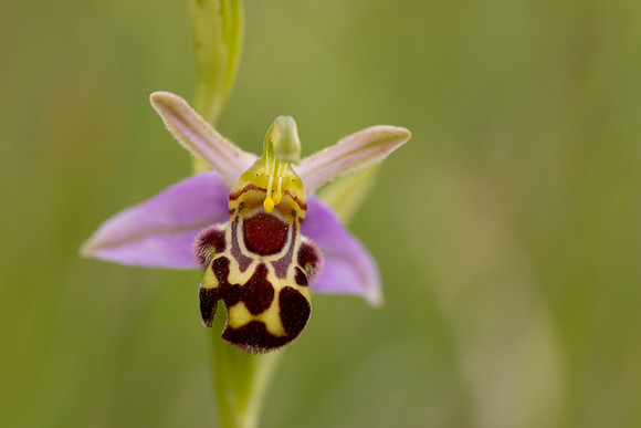 Bee Orchid, Cleeve common, June 2024