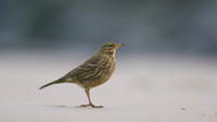 Rock Pipit