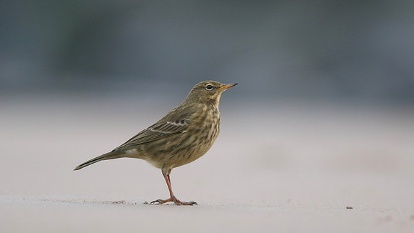 Rock Pipit, Skinningrove, November 2016