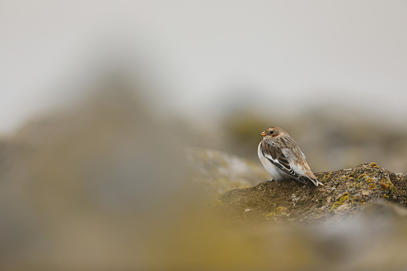 Snow Bunting, Severn Beach, November 2020