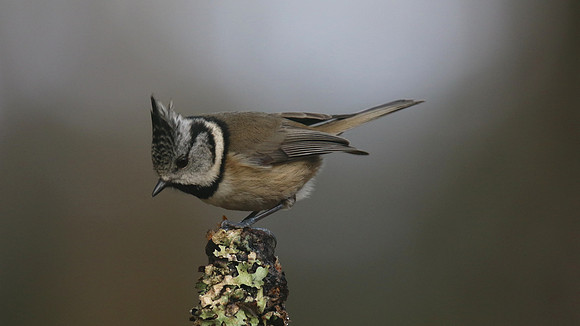 Crested Tit, Loch Garten, Feb 2015