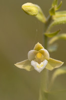 Marsh Helleborine