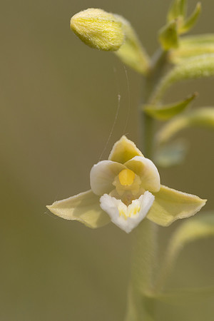 Marsh Helleborine, (White form) Kenfig, June 2024