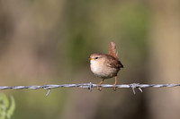 Wren, Rockhampton, April 2025