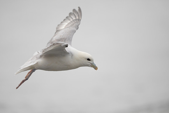 Fulmar, Iceland, June 2022