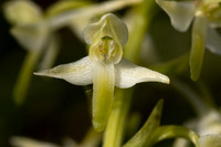 Lesser Butterfly-orchid, Morgans Hill, June 2024