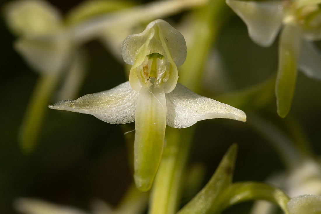 Lesser Butterfly-orchid, Morgans Hill, June 2024