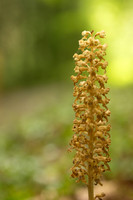 Bird's Nest Orchid, Gloucestershire, June 2024.