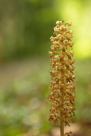 Bird's Nest Orchid, Gloucestershire, June 2024.