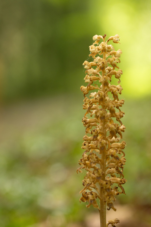 Bird's Nest Orchid, Gloucestershire, June 2024.