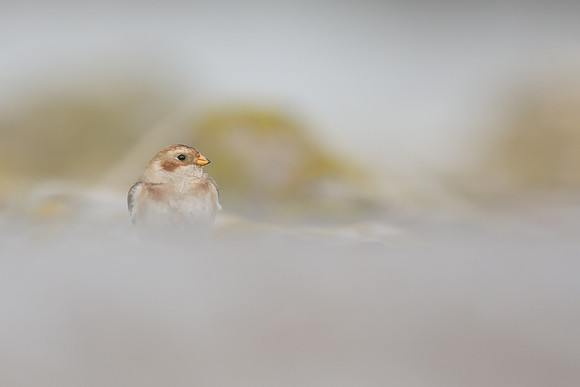Snow Bunting, Severn Beach, November 2020