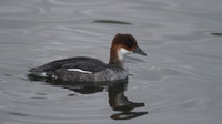 Smew, Slimbridge, 2014