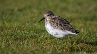 Dunlin, Davidstow Airfield, October 2014
