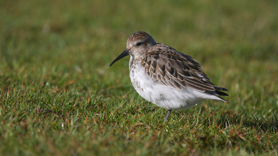 Dunlin, Davidstow Airfield, October 2014
