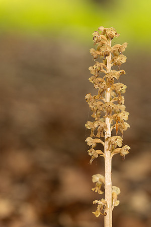 Bird's Nest Orchid, Gloucestershire, June 2024