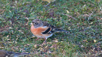 Brambling, Scaling Dam, January 2015