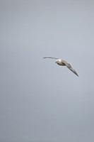 Fulmar, Iceland, June 2022