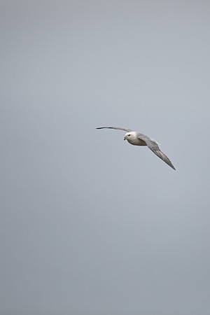 Fulmar, Iceland, June 2022