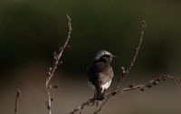 Cyprus Wheatear, Cape Greco 2014