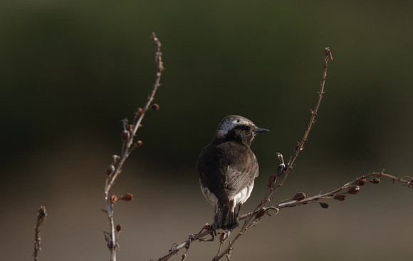 Cyprus Wheatear, Cape Greco 2014