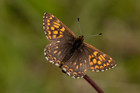 Duke of Burgundy, Rodbrough Common, May 2021