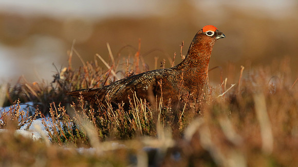 Red Grouse, Lochindorb, Feb 2015