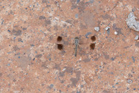 Northern Banded Grounding, (female) Achna Dam, Cyprus, July 2024