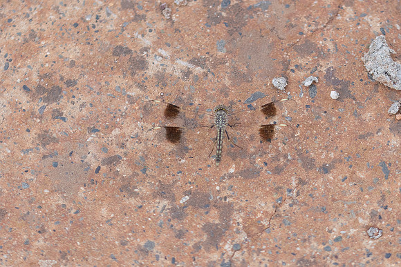 Northern Banded Grounding, (female) Achna Dam, Cyprus, July 2024