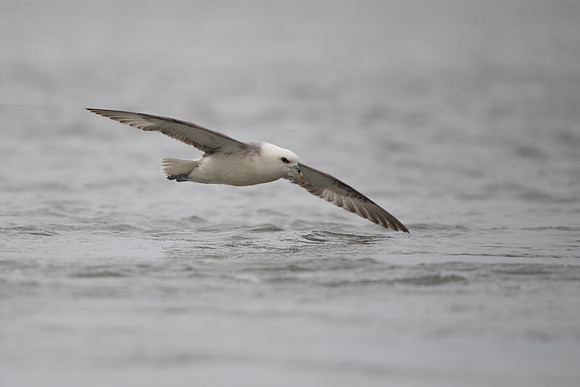 Fulmar, Iceland, June 2022