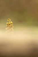 Bird's Nest Orchid, Gloucestershire, June 2024