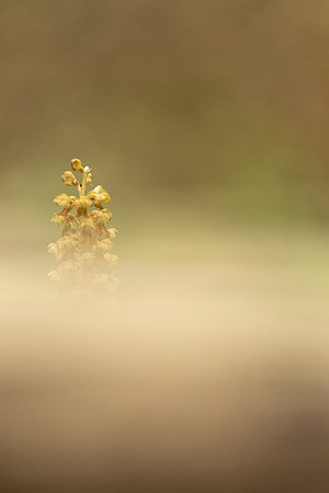 Bird's Nest Orchid, Gloucestershire, June 2024