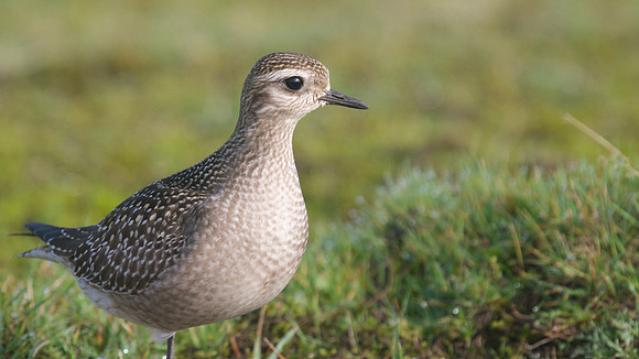American Golden Plover, Davidstow, October 2014