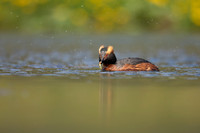 Slavonian Grebe, Iceland, May 2022