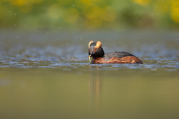Slavonian Grebe, Iceland, May 2022