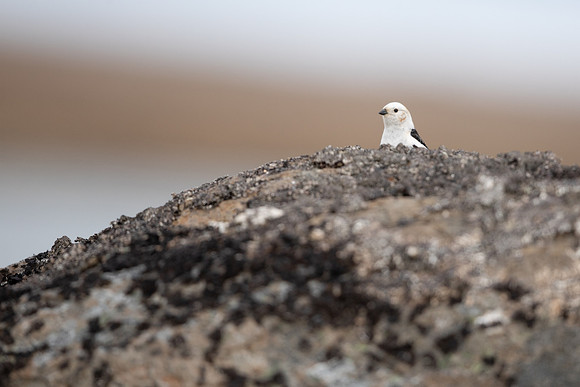 Snow Bunting, Raufarhofn, Iceland, June 2022