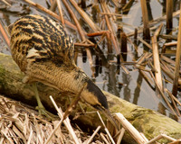 Bittern, Slimbridge 2012
