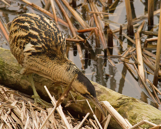 Bittern, Slimbridge 2012