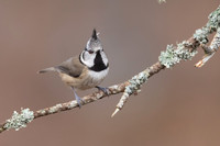 Crested Tit, Loch Morclich, February 2024