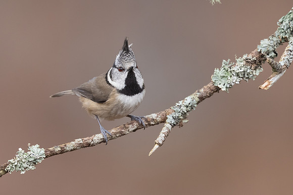 Crested Tit, Loch Morclich, February 2024