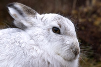 Mountain Hare, Findhorn Valley, February 2024